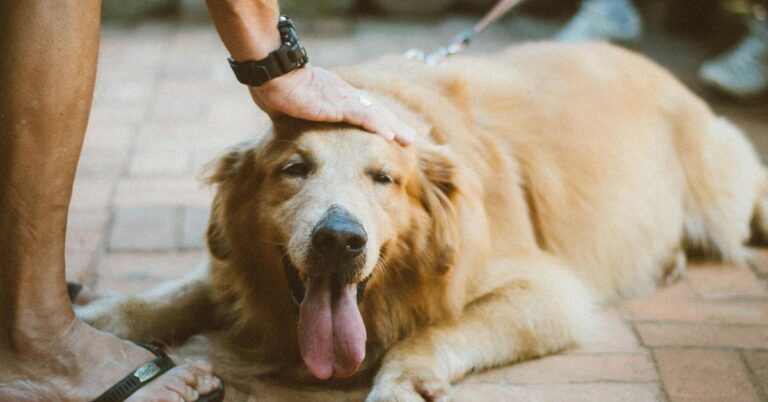 10 Subtle Ways Dogs Communicate Calm And Avoid Conflict