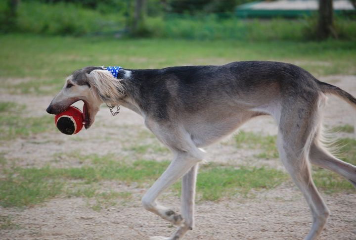 Dog Shows Helped Saluki's Domestication