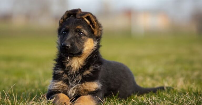 10 Cancer Symptoms In Dogs That Are Easy To Miss