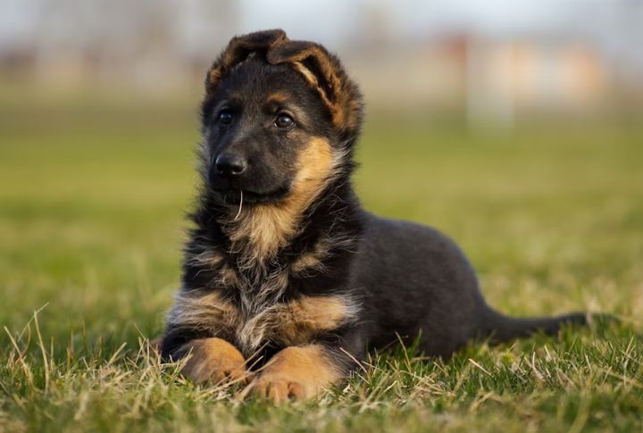 10 Cancer Symptoms In Dogs That Are Easy To Miss