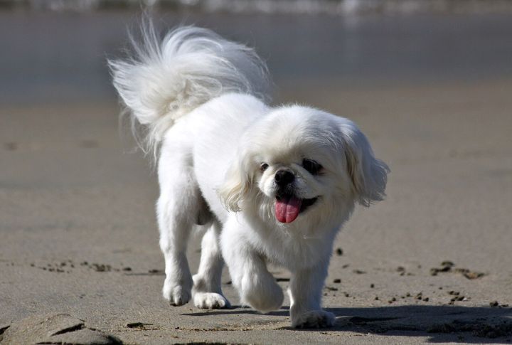 White Pekingese