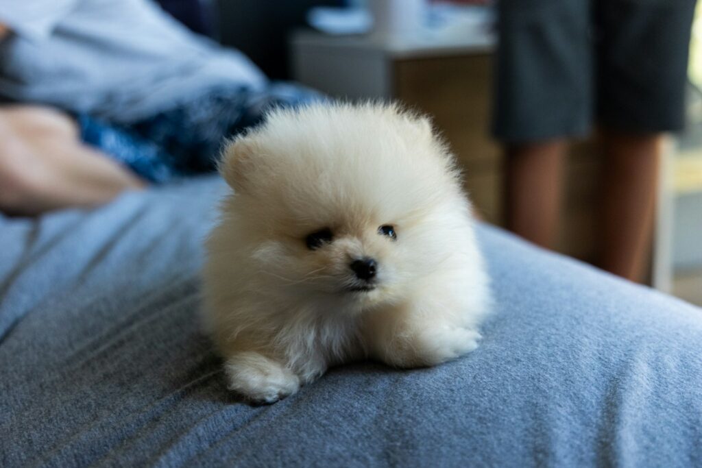 white pomeranian puppy on blue textile
