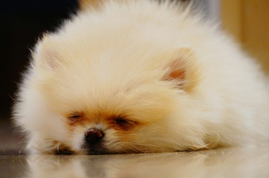 a small white dog laying on top of a floor