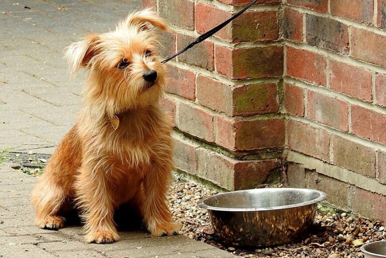 30 Small Dog Breeds That Stay Adorably Puppy-Sized Forever - Dog Breed Pro