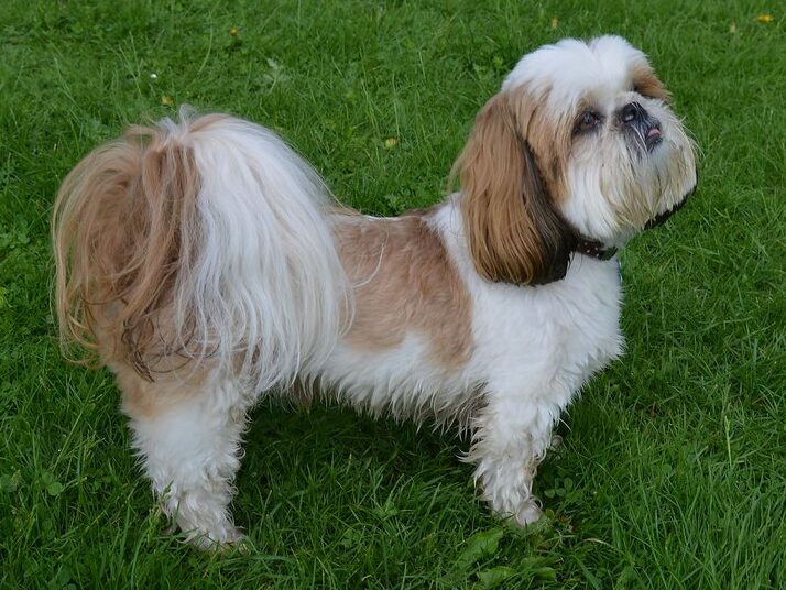 30 Dog Breeds That Love to Cuddle With Their Humans