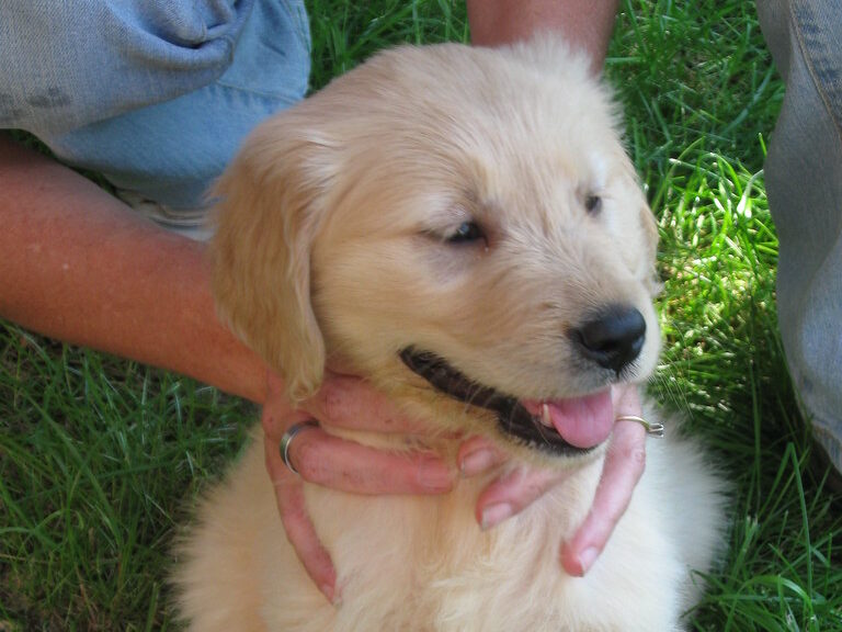 15 Mistakes First-Time Puppy Owners Always Make