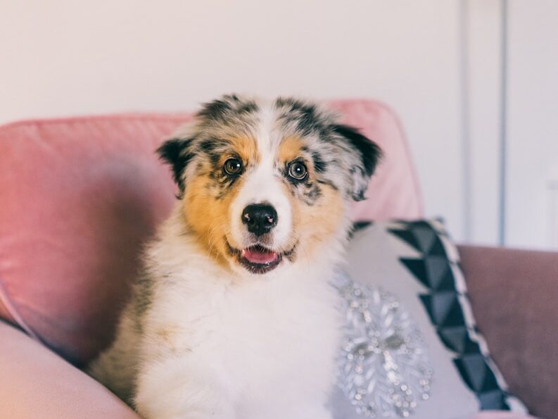 white and brown short coated dog on pink couch