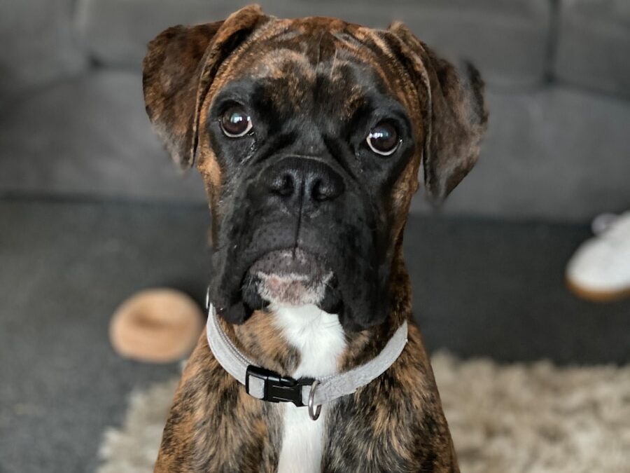 brown and black short coated dog