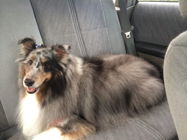 15 Dogs That Match Boomer Energy Perfectly