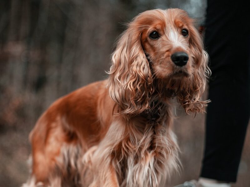 brown long coated dog on gray concrete floor
