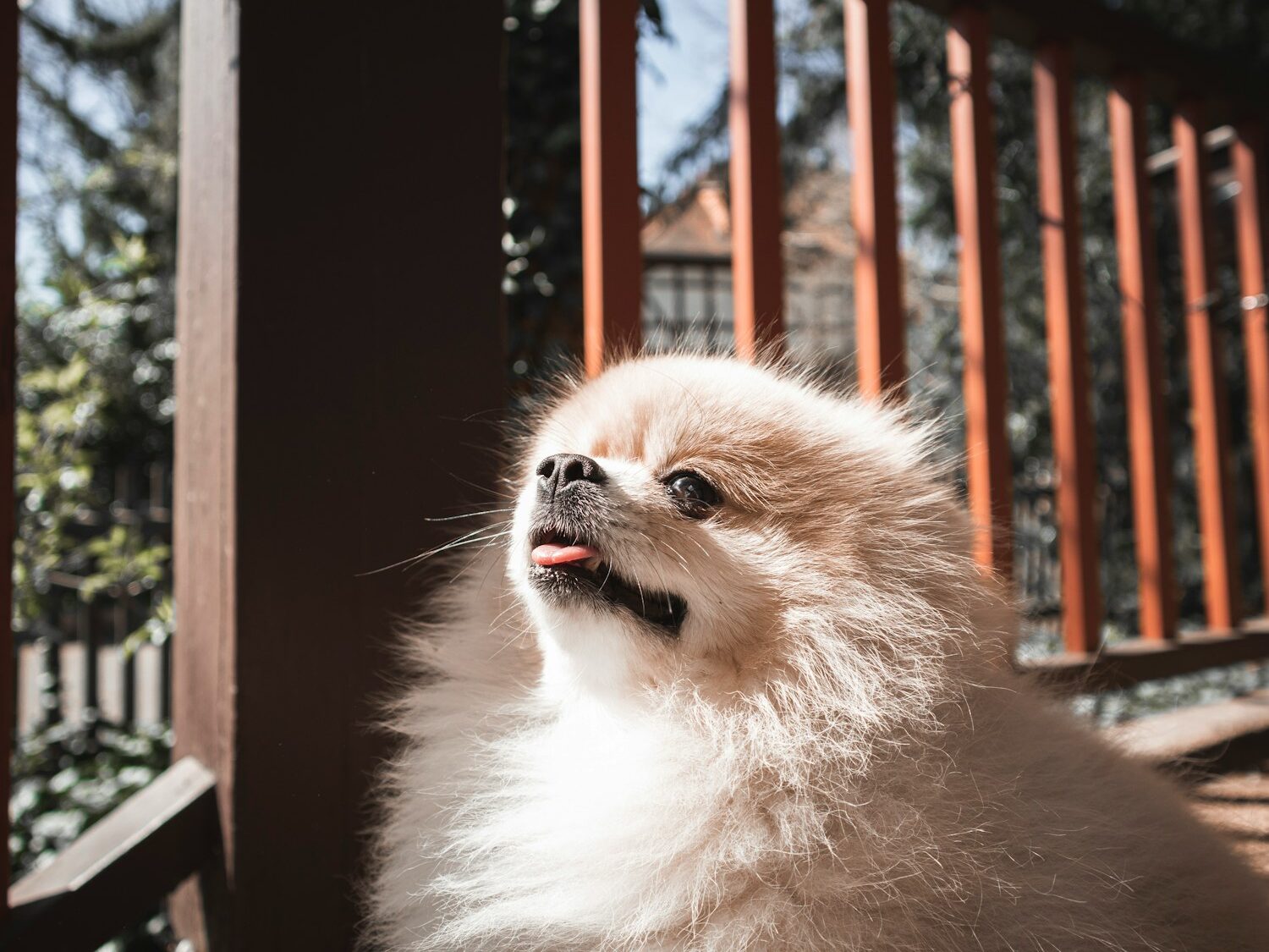 white and brown pomeranian mix