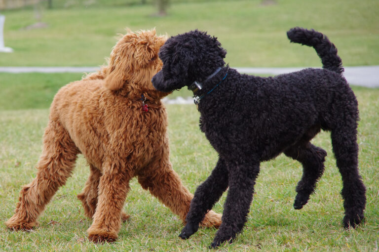 15 Most Popular Dog Breeds in the World