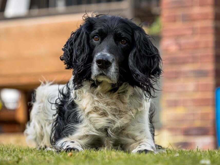 black and white short coated dog lying on green grass during daytime