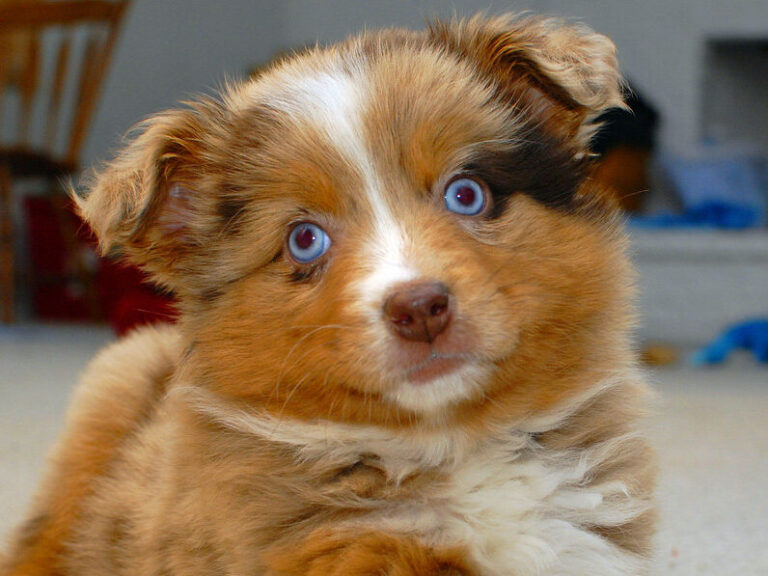 30 Dog Breeds With the Cutest Puppies