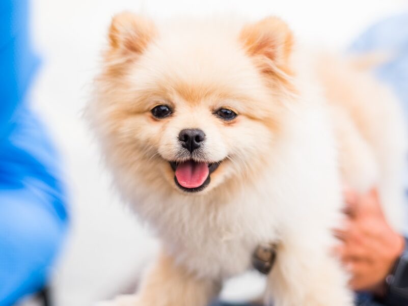 brown pomeranian puppy on blue textile