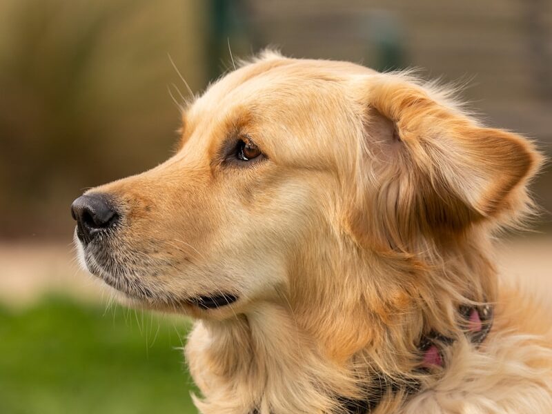 golden retriever with black collar
