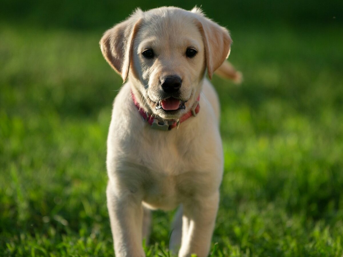 yellow Labrador retriever puppy