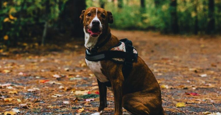 What Every Owner Should Know When Raising A Plott Hound