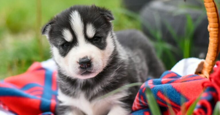 10 Puppies That Require Extra Supervision Outdoors