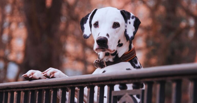 10 Pups That Aren’t Built For Apartment Living