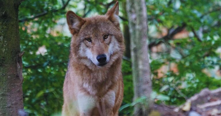 10 Things That Come Naturally To Wolves But Not To Dogs