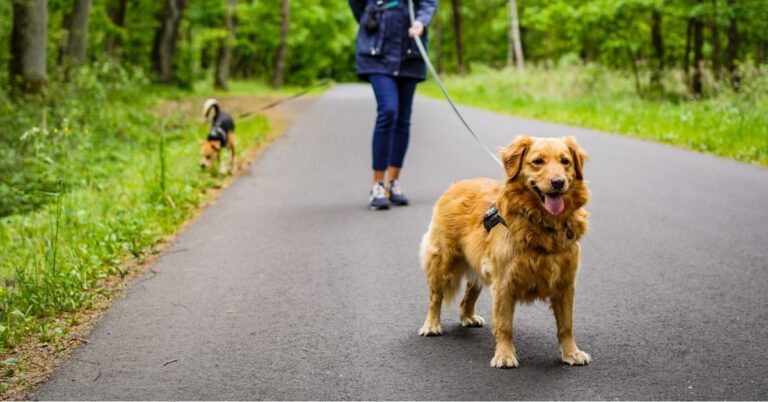 10 Heartfelt Ways To Say Goodbye To A Canine Friend