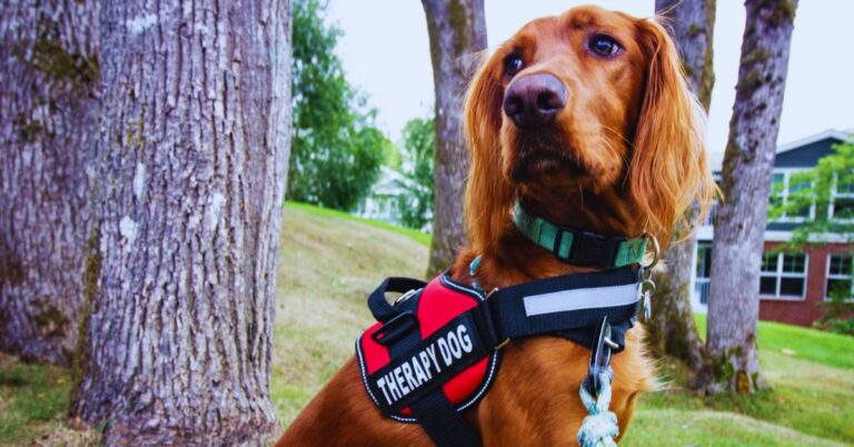 How Dogs Are Quietly Changing Our Spiritual Lives
