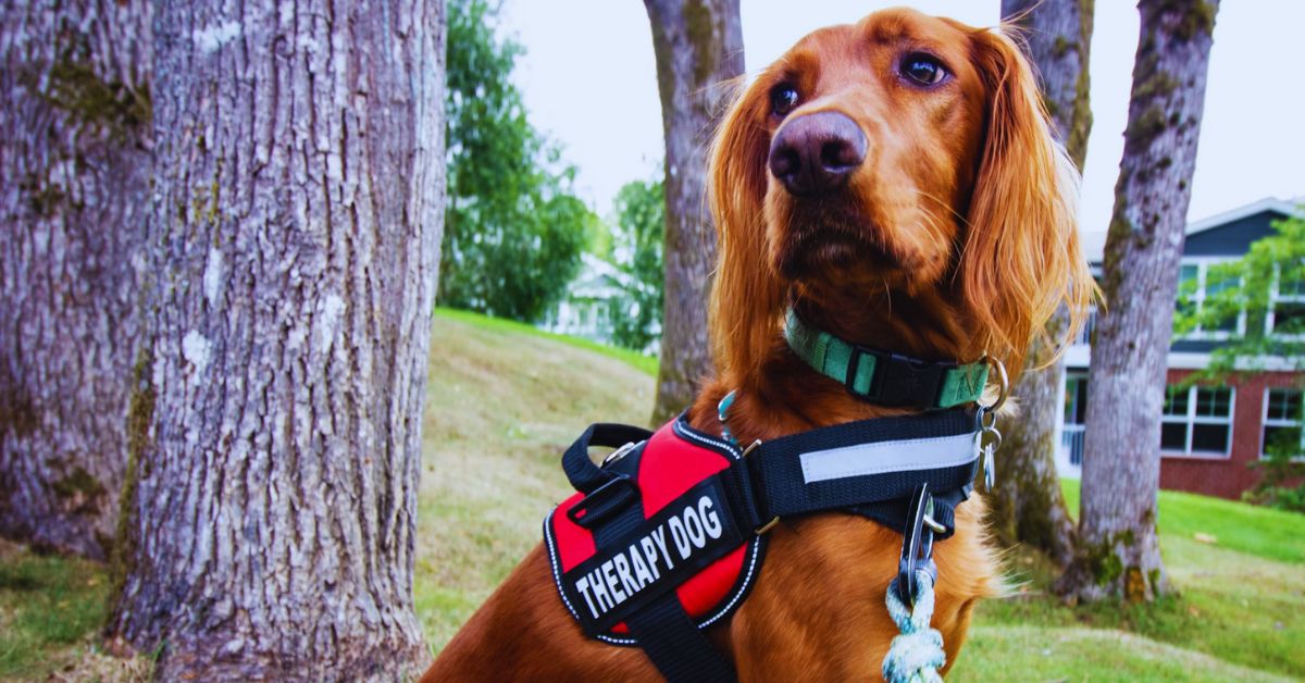 How Dogs Are Quietly Changing Our Spiritual Lives