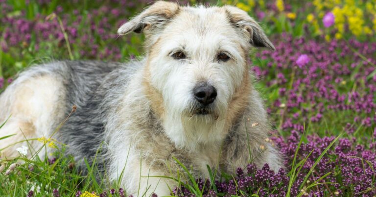 10 Surprising Facts About The Quietest Irish Terrier