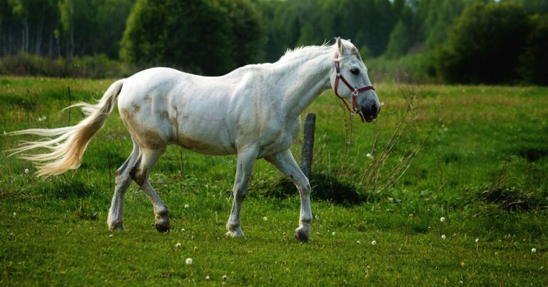 Why A Horse Could Be The Best Pet You'll Ever Have
