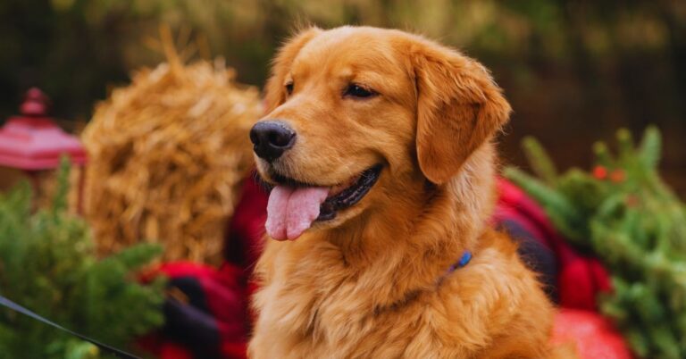 12 Dog Breeds That Perfectly Align With Your Star Sign