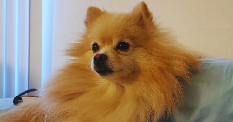 10 Facts About A Pomchi’s Life, Personality And Care Needs