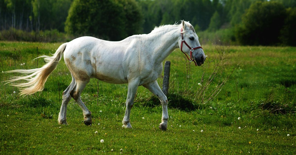 Why A Horse Could Be The Best Pet You'll Ever Have