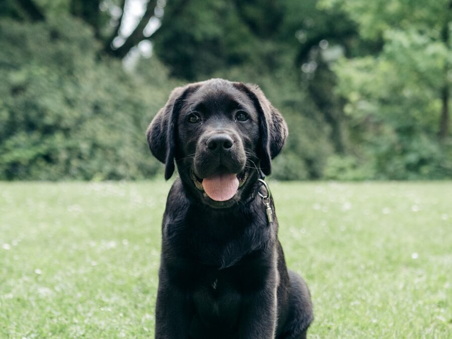 a black dog is sitting in the grass