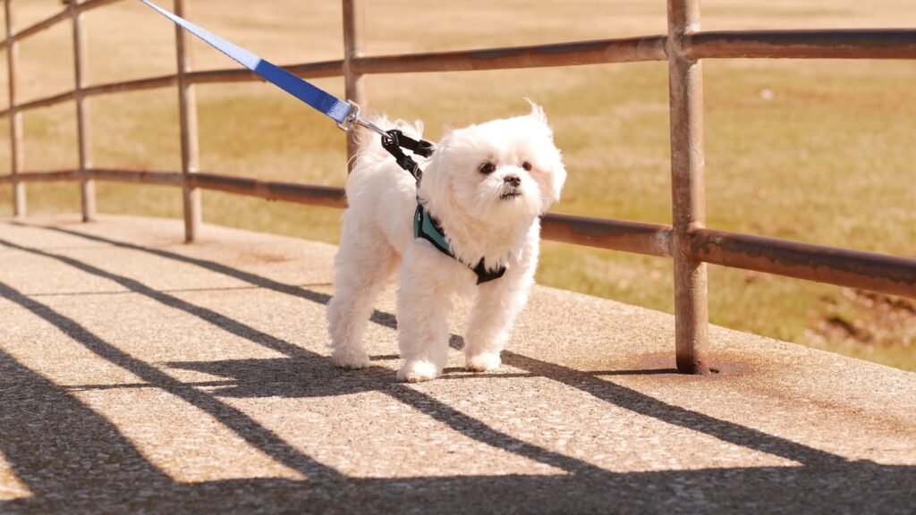a small white dog walking on a leash