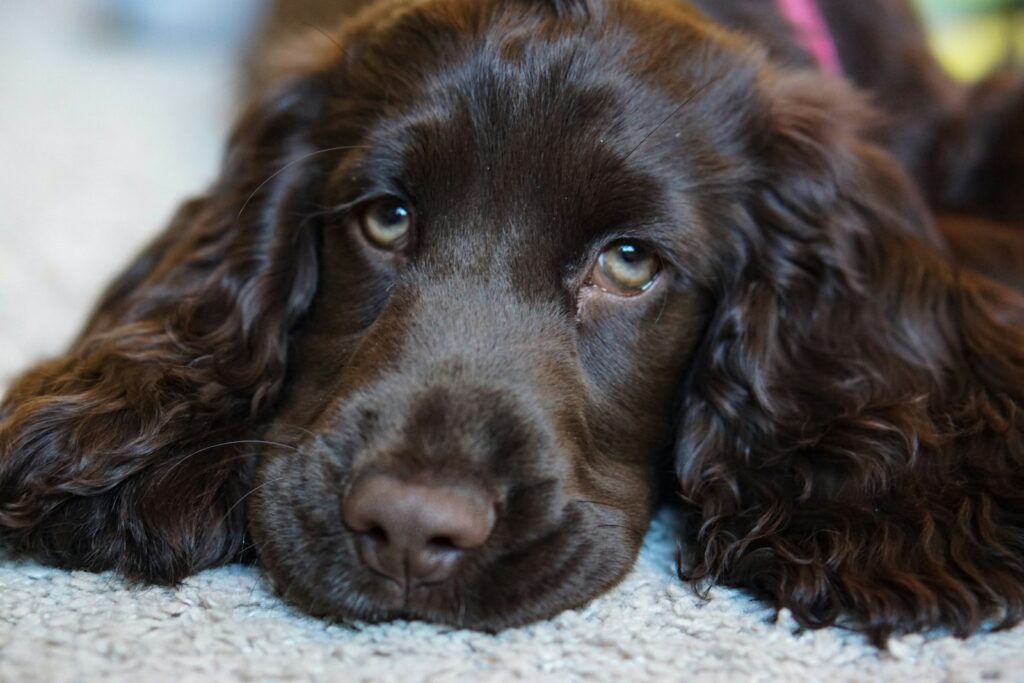 black dog lying on white mat