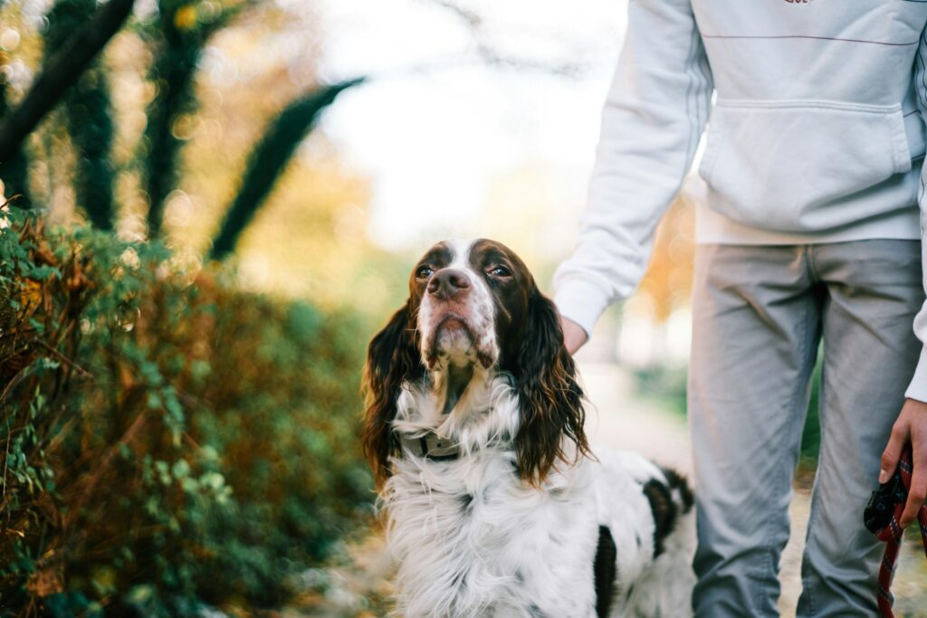 white and black long coat medium dog