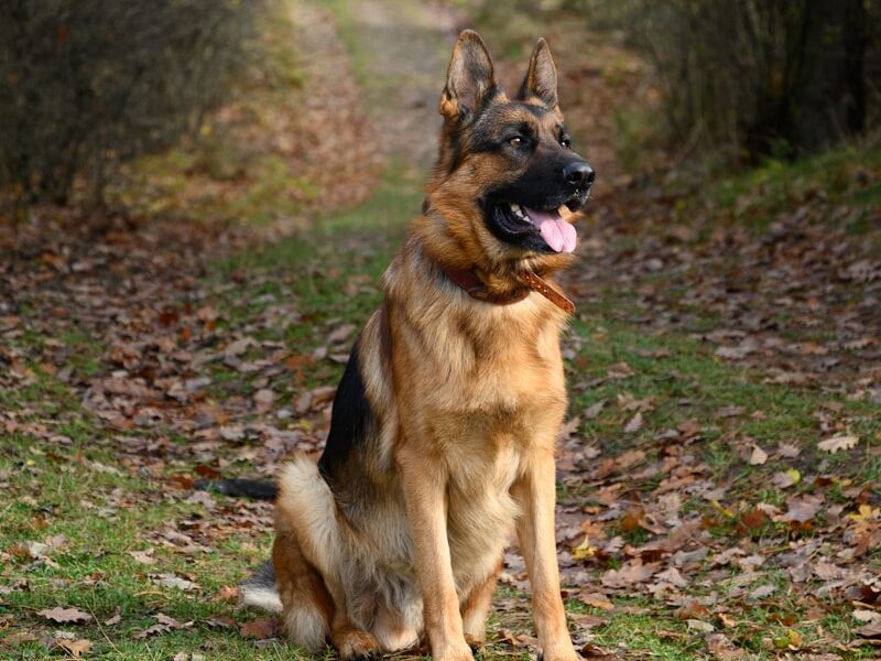 brown and black german shepherd on green grass field