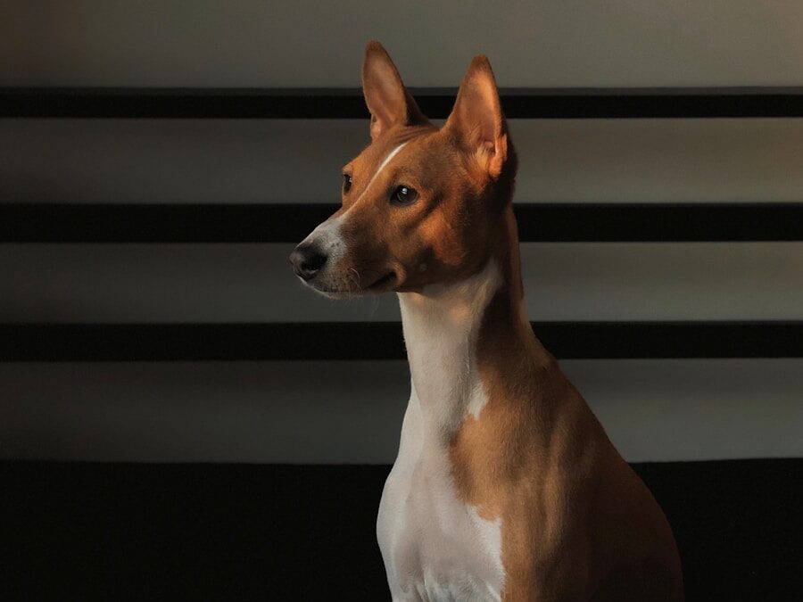 adult tan and white basenji sitting on black textile