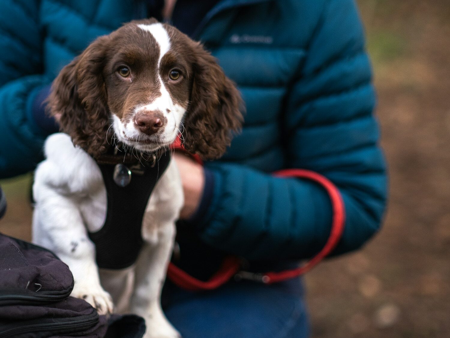 a person holding a brown and white dog