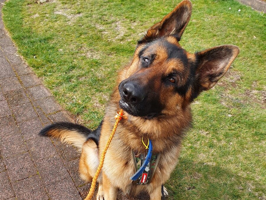 adult German shepherd on green field