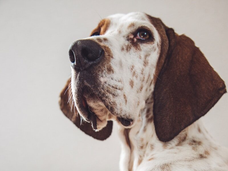 white and brown dog sitting on gray and black couch