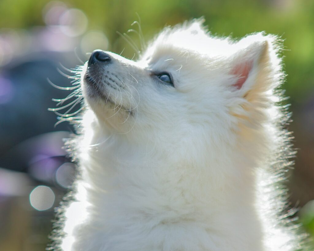 white pomeranian puppy in close up photography