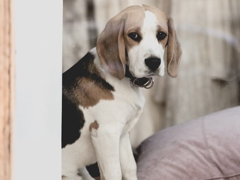 adult Beagle dog on brown wooden surface