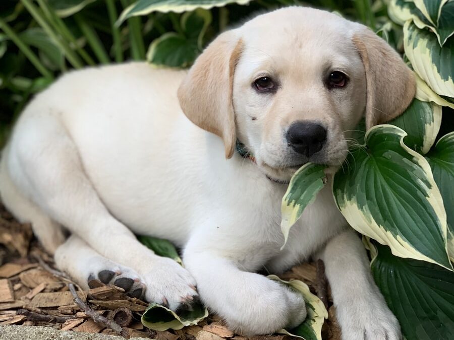 beige and white puppy near plant