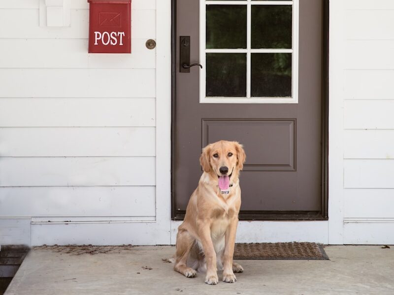 yellow labrador retriever sitting on white wooden floor