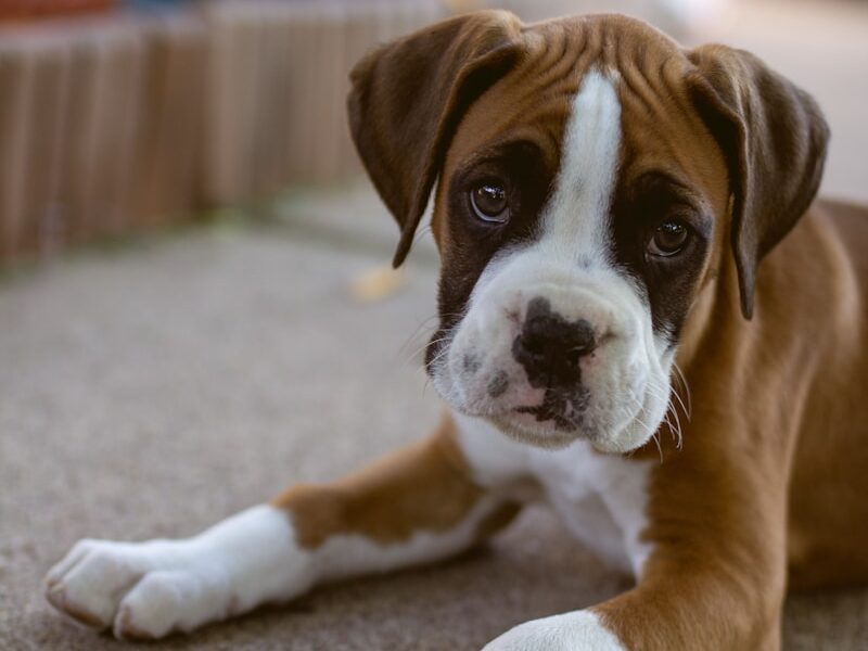 brown and white short coated dog lying on gray carpet
