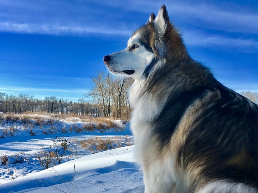 adult black and white Alaskan malamute on focus photo