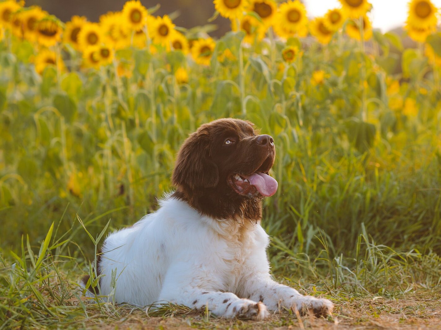 white and brown short coated dog lying on green grass during daytime