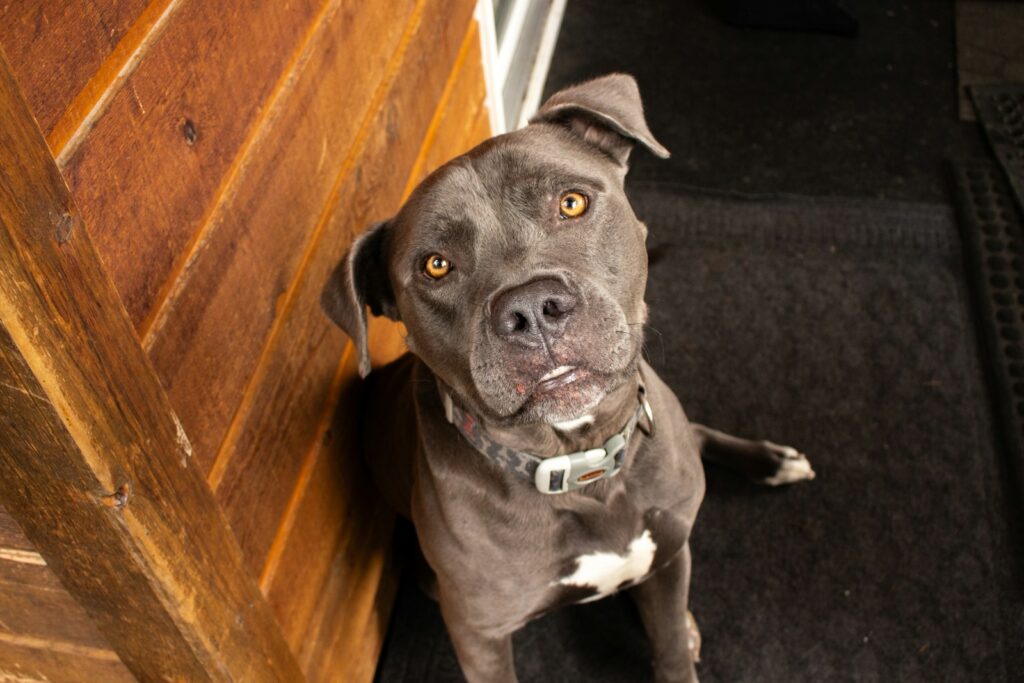 A dog sitting on the floor next to a door